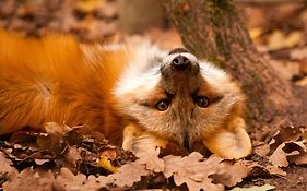 Erlebnispark Tripsdrill Natur-Resort